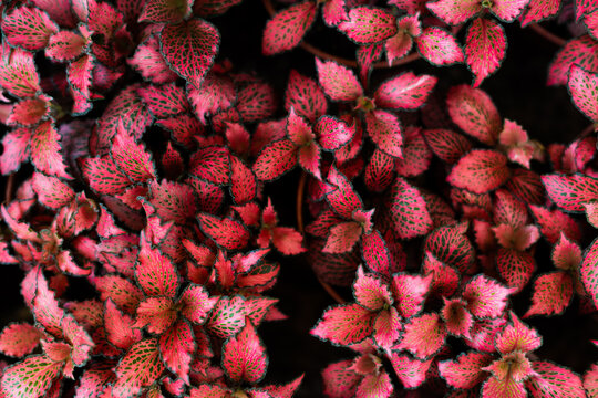 Leaves Of A Pink Fittonia Plant