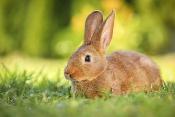 Cute fluffy rabbit on green grass outdoors. Space for text