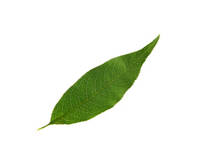 Fototapeta na wymiar Green peach tree leaf isolated on white