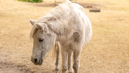 Fototapeta premium farm animal.White pony horse in paddock.Close-up portrait of a horse with a developing mane. .Beautiful little horse 