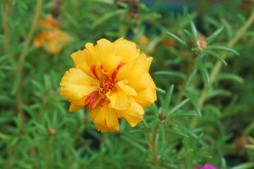 primer plano de hermosa portulaca flor amarilla