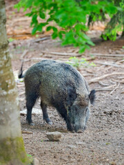 Wild boar in high forest. Enclosure in the Bavarian Forest National Park, Germany, Bavaria