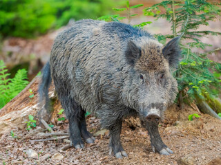 Naklejka na ściany i meble Wild boar in high forest. Enclosure in the Bavarian Forest National Park, Germany, Bavaria
