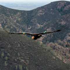 California Condor With Tracking Transmitters Mounted On Wings