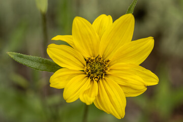 Close Up of Small Sunflower Blossom