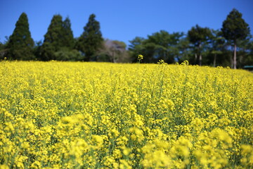 菜の花畑