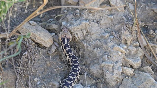 Bull snake slithering through the rocks as it explores in the Utah desert.