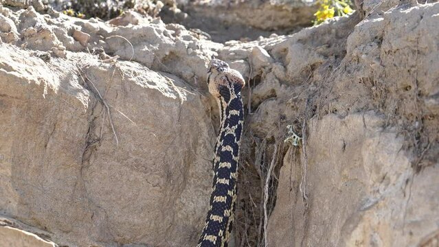 Bull snake slithering up through rocks as it explores the desert in the Utah wilderness.