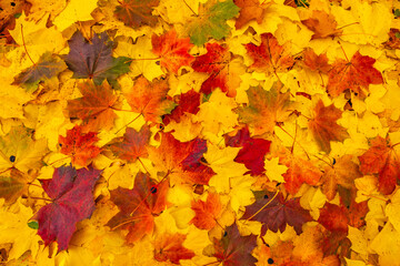 Background of yellow and orange fallen leaves in the autumn forest