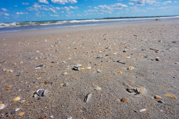 Fototapeta na wymiar Shells in the Sand