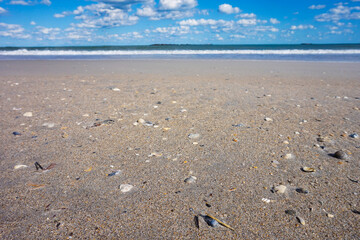 Closeup Shells on the Beach