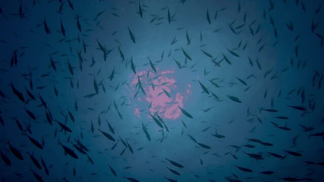 School of Skipjack tuna from bellow with sun on surface.