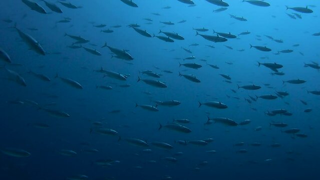 School of Skipjack tuna swimming by in the water column.