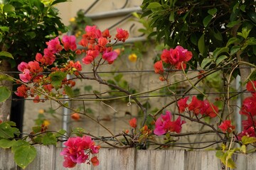 Fototapeta na wymiar Red bougainvillea belonging to botanical family Nyctaginaceae. Growing over wooden, suburban fence.