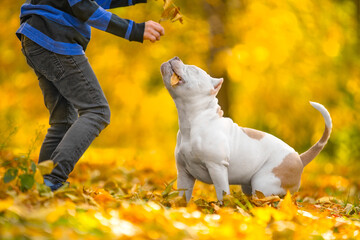 Dog with powerful torso good-natured face plays cheerfully with child in autumn park. American bull good-naturedly playing with boy on street. Child, companion pet play yellow autumn leaves in forest