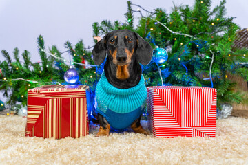 Cute mischievous dachshund dog in warm knitted sweater behaved badly and knocked down decorated Christmas tree, and now sits among packed boxes with gifts as if nothing had happened.