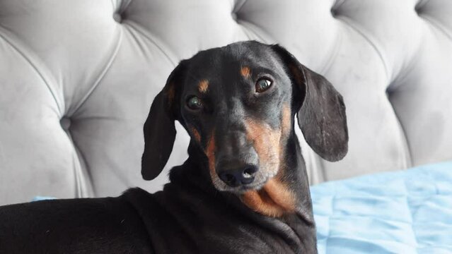 Portrait of aging dog sitting on couch with confused blurry, cloudy lens. Age-related visual impairment in pets. Old dachshund in veterinary clinic waiting appointment with ophthalmologist, cataract