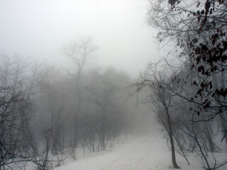冬に霧に霞む泉ヶ岳にある登山道のカラ松林