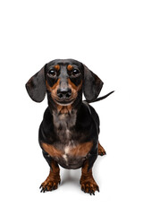 Black and rust Dachshund on white background