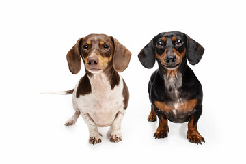 Two Dachshunds on white background