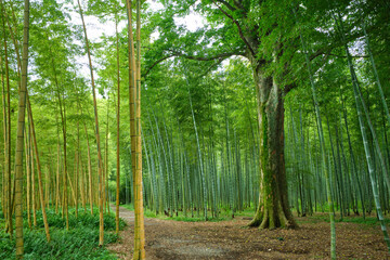 Fototapeta premium 竹林
