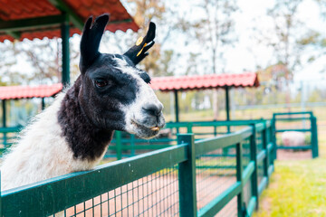 High quality photography. Llama head closeup. Alpaca Looks over fence at fair. Head portrait of a white llama outdoors. Llama portrait © Wacha Studio