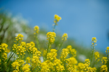 Obraz premium 菜の花