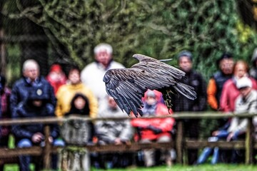 Spaziergang mit Geier.Saupark Springe.Wisentgehege Springe.