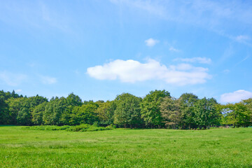Fototapeta na wymiar 森の中の草原と青空