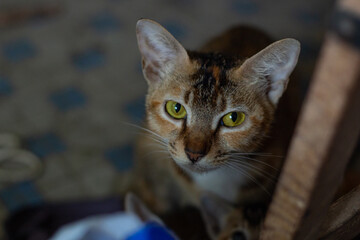 Portrait of a cute tabby cat, focus on her eyes, blurred background