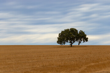 Cork oak isolated in the Alentejo plain. Alentejo landscape, Portugal