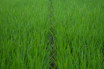 Selective focus green young rice and pathway in fields. Rice field with pathway. Pathway in the middle of rice fields.