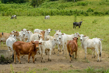 Obraz premium Cattle. Herd of cattle grazing in the State of Paraiba, Northeast Region of Brazil.