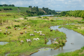 livestock. Herd of cattle grazing on the banks of the Paraiba River, Northeast Brazil.