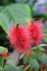 キャッツテール