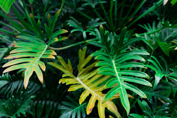 Naklejka na ściany i meble green leaves for background and wallpaper. closeup nature view of green leaf and palms background. Flat lay, dark nature concept, tropical leaf