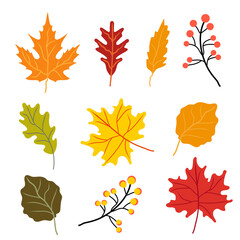 Autumn leaves on a white background Stock Illustration 