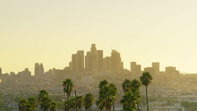 Distant view of Low Angeles downtown in scenic golden light. RED camera moving down on row of tall green palm trees in Hollywood, revealing city of Los Angeles cityscape skyline at sunset, California