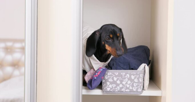 Puppy burrowed into pile of clothes on shelf in closet looking for, sniffing out cache treat. Concept of bunch of things , nothing to wear. Funny dog climbed into wardrobe scattered clothes made mess