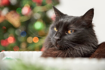 Portrait of a serious grumpy black cat lying in a box with a Christmas tree with ornaments and...