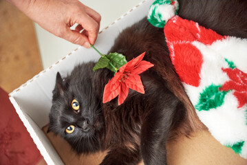 Angry black cat looking at camera being teased with a red Christmas flower, at home.