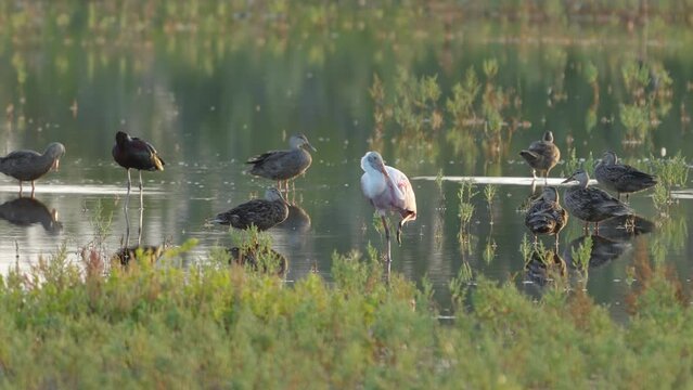 a roseate spoonbill yawns while resting with other birds in the wetlands at merritt island national wildlife refuge of florida, usa