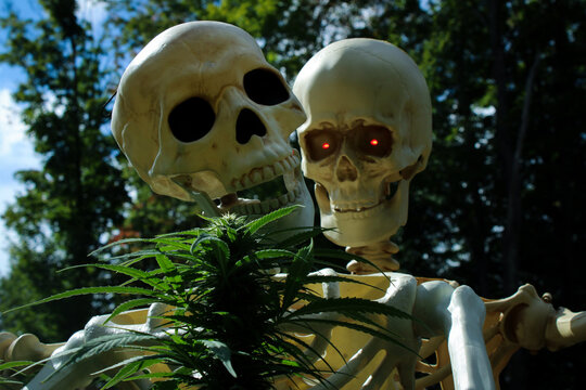 Fall of 2022 - Horney skeletons Bud and Mary Jane getting a little excited about their growing marijuana plants