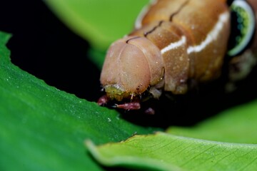 Photo of Papilio demoleus malayanus Wall.