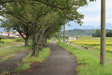 Fototapeta na wymiar 日本の桜並木と田園風景