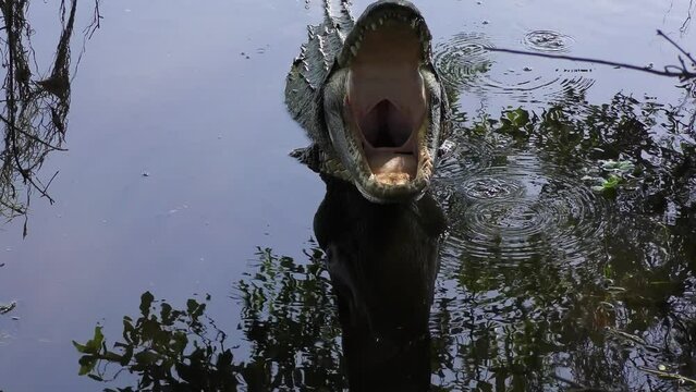 Large Alligator Opens His Mouth Wide, Front view.