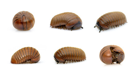Group of pill millipede worm(Oniscomorpha) isolated on a white background. Glomerida. Insect. Animal.