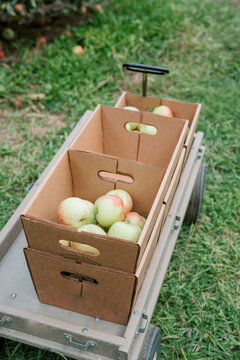 A Wagon Carrying Bushels Of Apples.