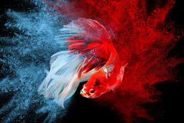 Colorful powder explosion with Fighting fish isolated on black.