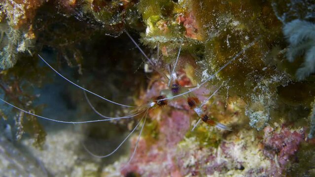Beautiful Coral banded shrimp walking on the reef face.